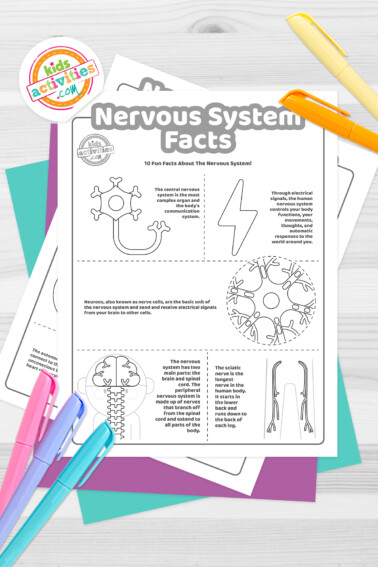 Black and white coloring pages with nervous system facts lying on top of blue-green and purple sheets with assorted crayons on a light grey background.